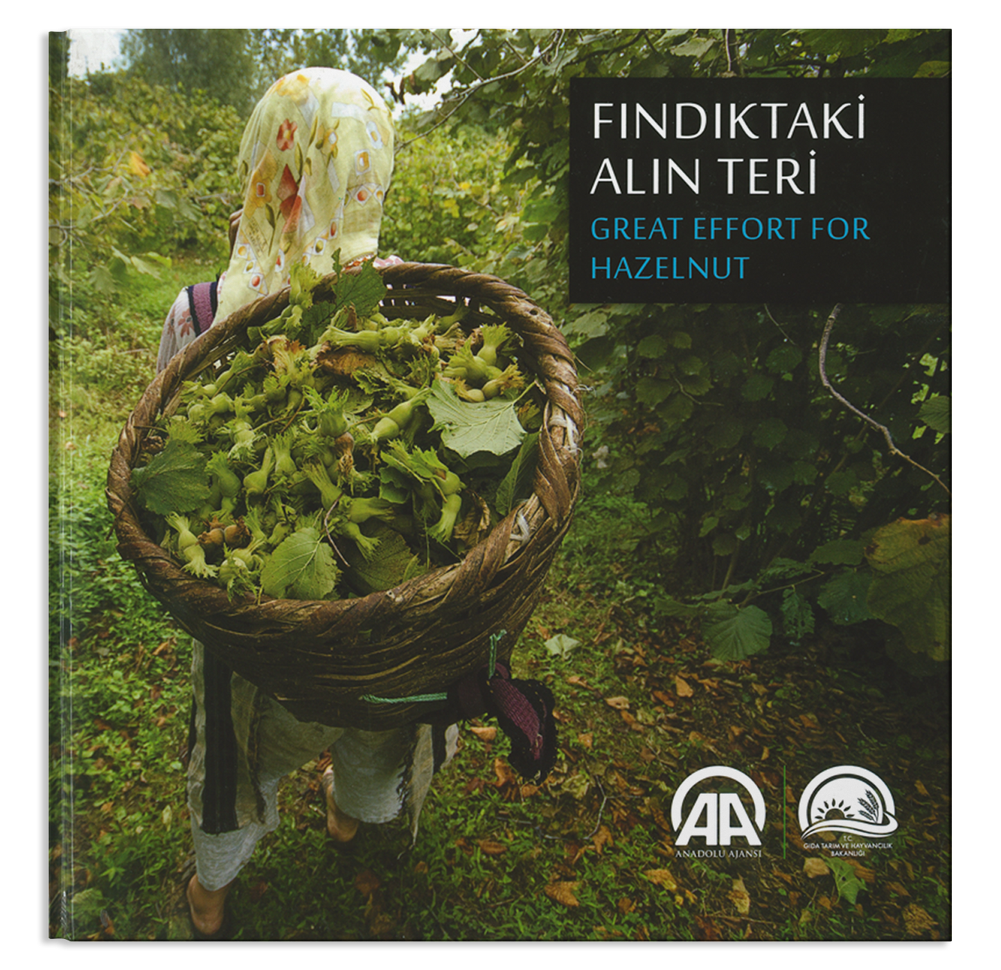 Fındıktaki Alın Teri